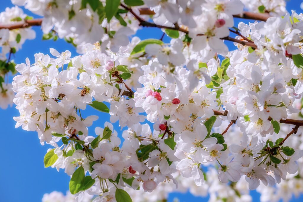 Apple blossoms