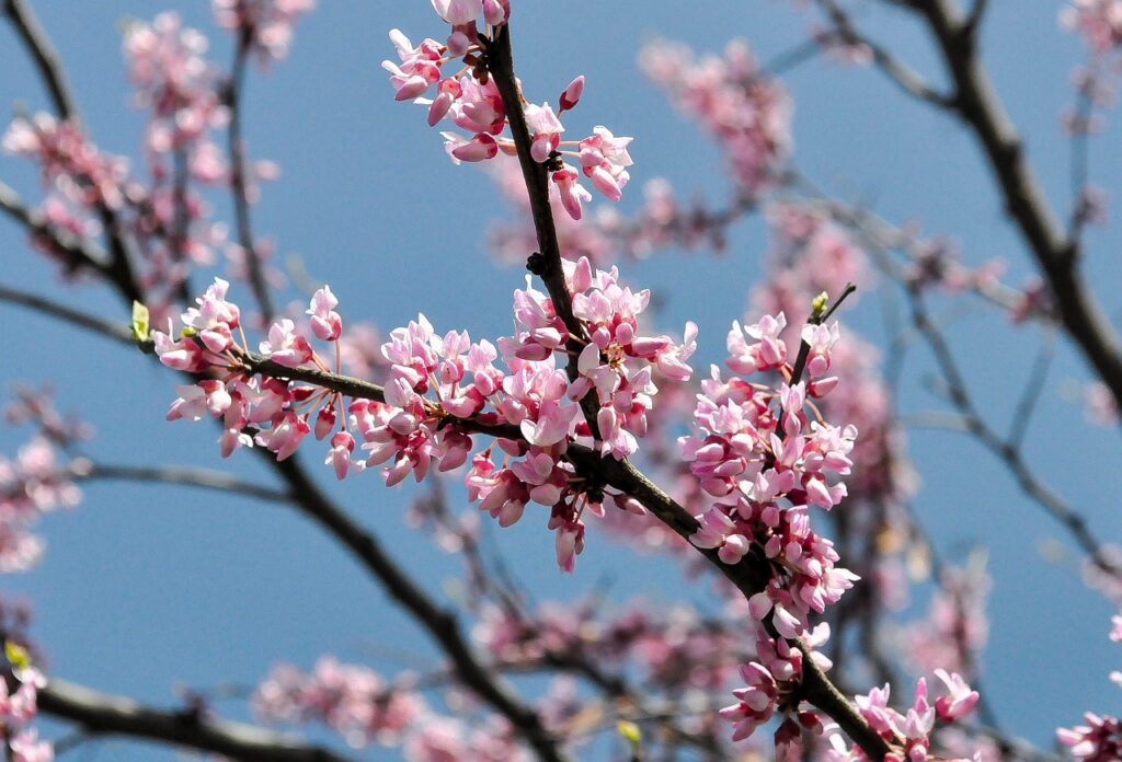 Flowers beginning to blossom on a tree with sunny weather and blue skies