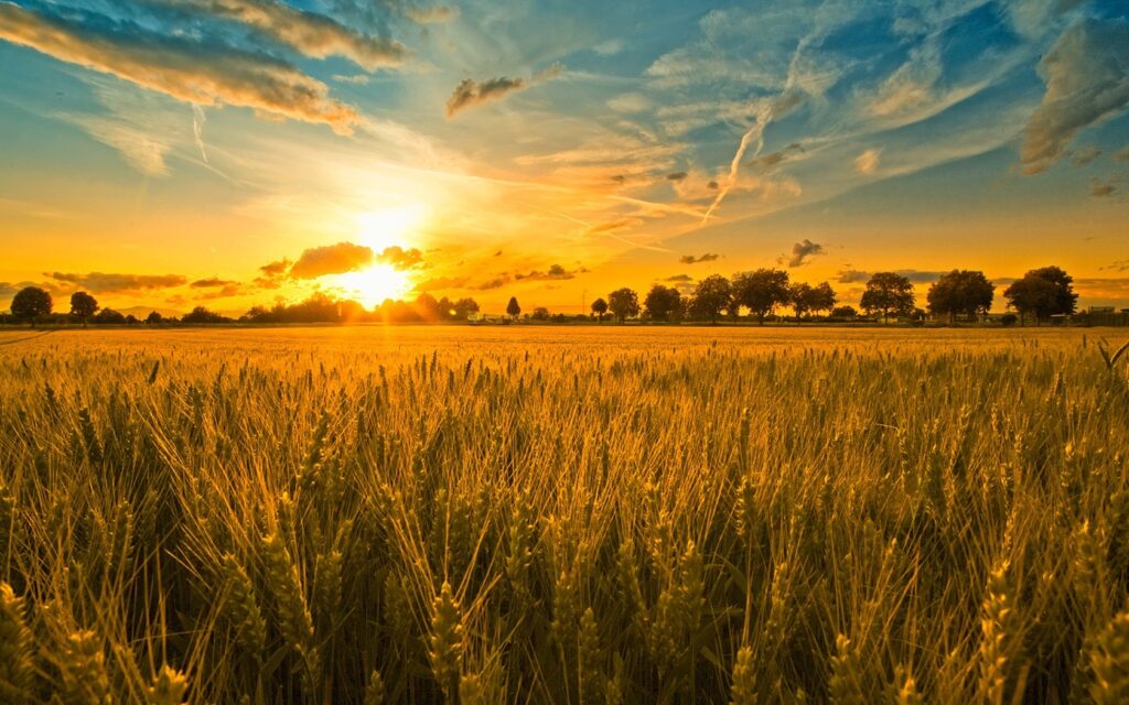 Harvest Field at Dawn