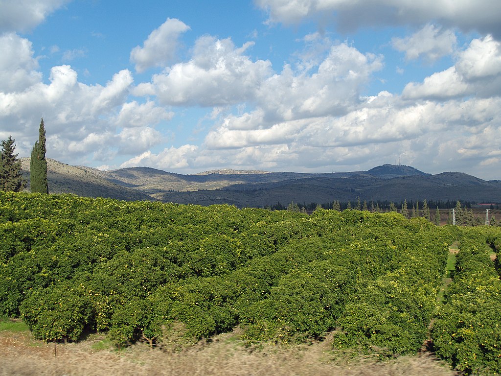 Lemon Orchard in Galilee