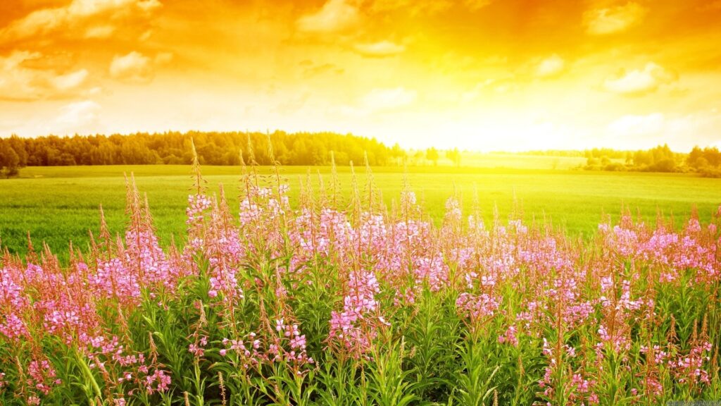 Field of flowers with heavenly sunlight shining on them