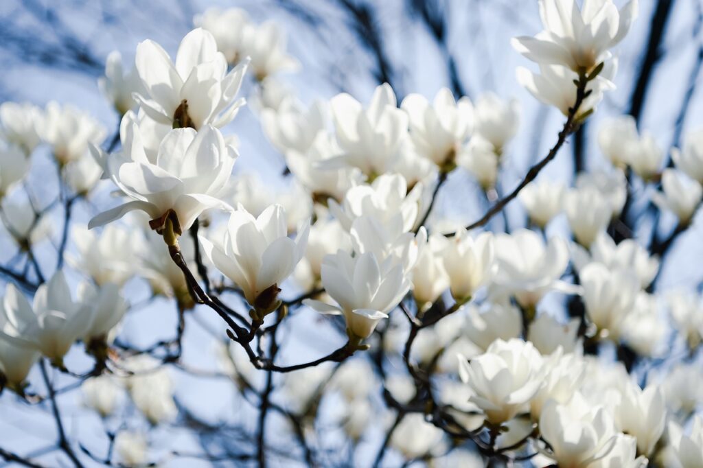 Beautiful flowers receiving light