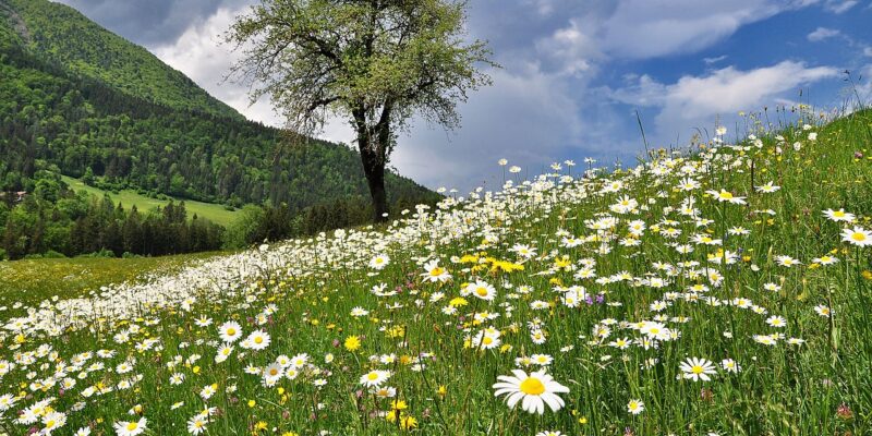 Beautiful flowers on a grassy hillside with a tree and blues skies